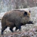 CINGHIALE (1)