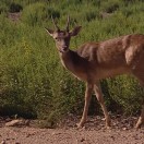 capriolo