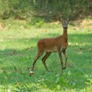 cerbiatto
