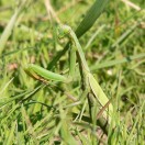 mantide religiosa