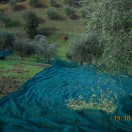 silore20