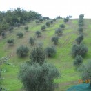 silore22