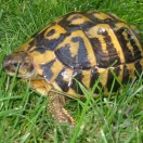 tartaruga